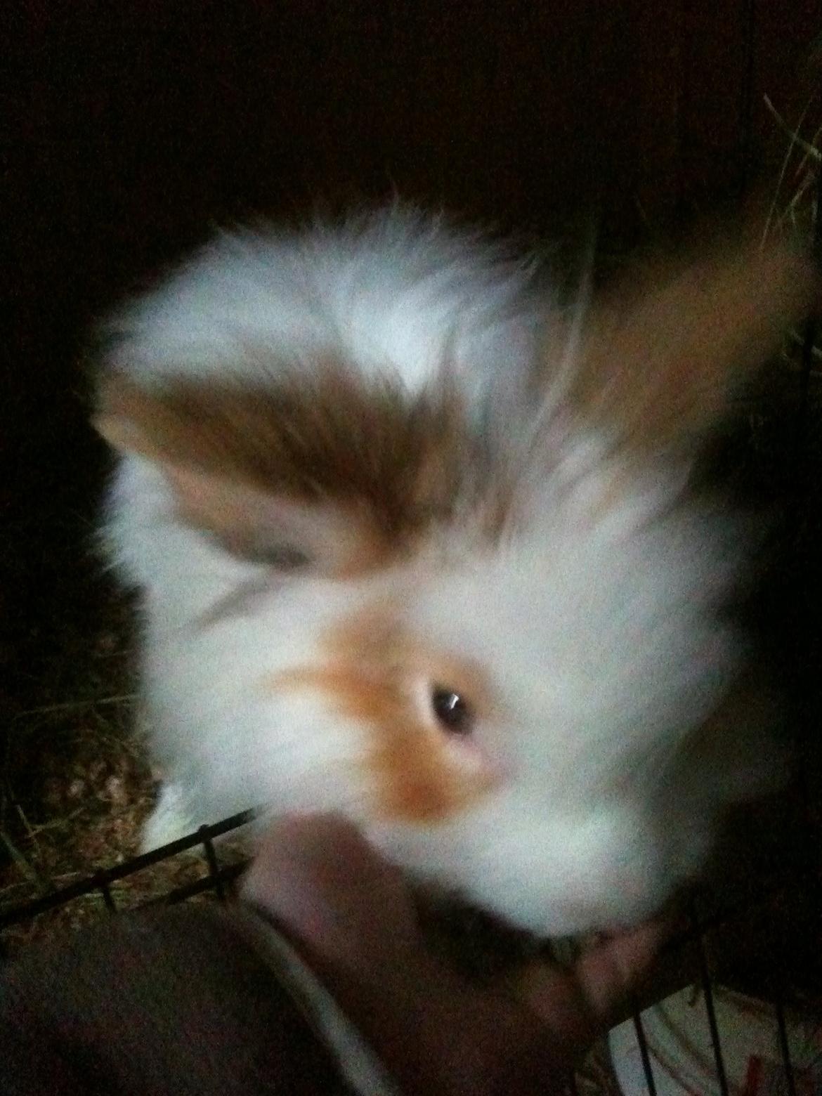 Kanin Gismo - Håndfodre ham <3 billede 5