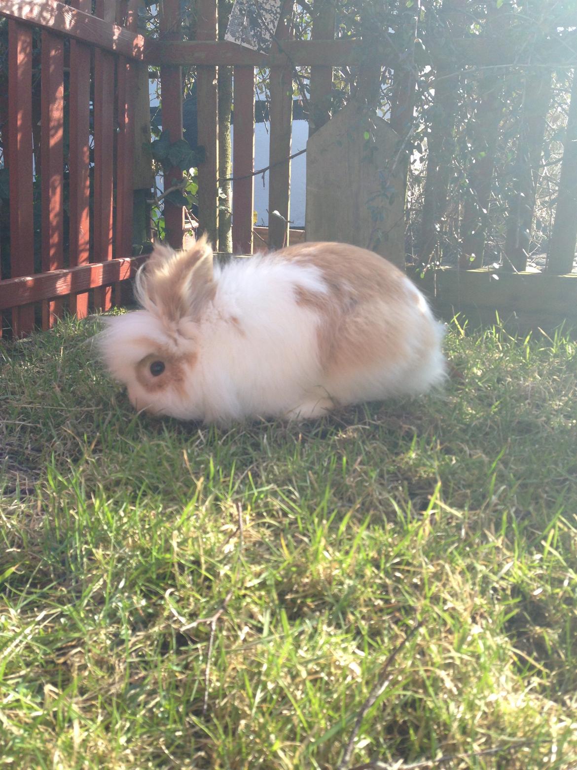 Kanin Gismo billede 6