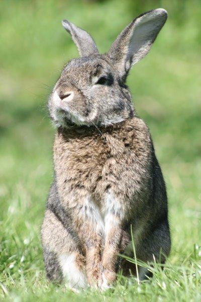 Kanin SCh. Neottia Nidus-avis - 2013 billede 20