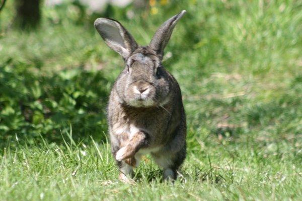 Kanin SCh. Neottia Nidus-avis - 2013 billede 21