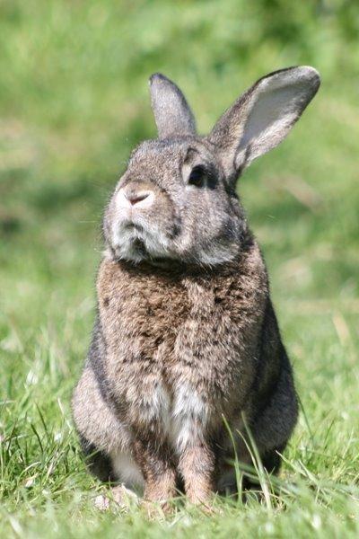 Kanin SCh. Neottia Nidus-avis - 2013 billede 22