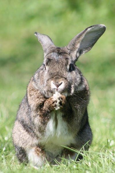 Kanin SCh. Neottia Nidus-avis - 2013 billede 23