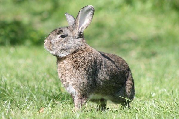 Kanin SCh. Neottia Nidus-avis - 2013 billede 24