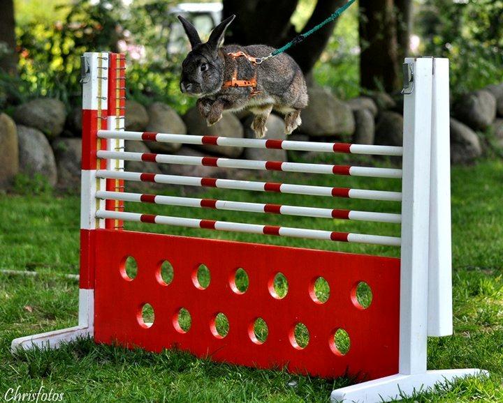 Kanin SCh. Neottia Nidus-avis - Maj 2011 billede 25