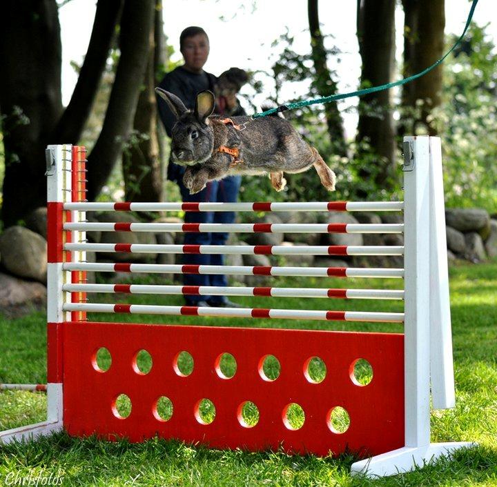 Kanin SCh. Neottia Nidus-avis - Maj 2011 billede 26