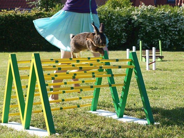 Kanin SCh. Neottia Nidus-avis - Juni 2010 billede 27