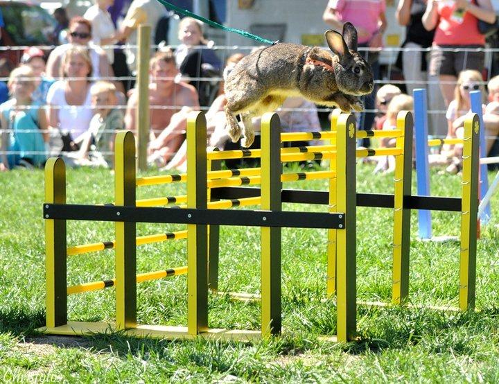 Kanin SCh. Neottia Nidus-avis - Roskilde Dyrskue 2011 billede 28