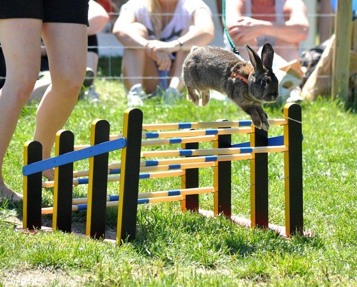 Kanin SCh. Neottia Nidus-avis - Roskilde Dyrskue 2011 billede 29