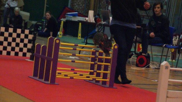 Kanin SCh. Neottia Nidus-avis - DM 2010 billede 30