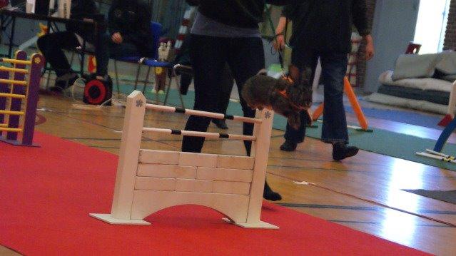 Kanin SCh. Neottia Nidus-avis - DM 2010 billede 31