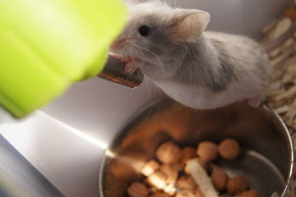 Mus Daiki billede 11