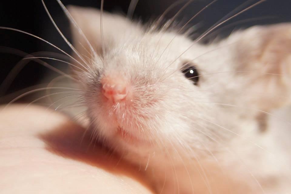 Mus Daiki billede 12