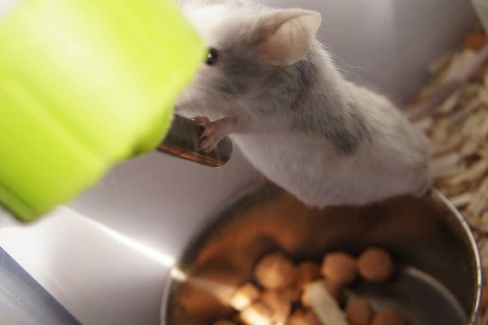 Mus Daiki billede 13