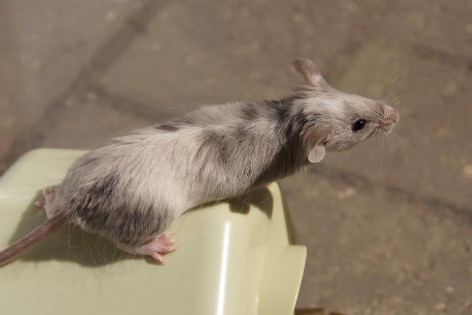 Mus Daiki billede 14