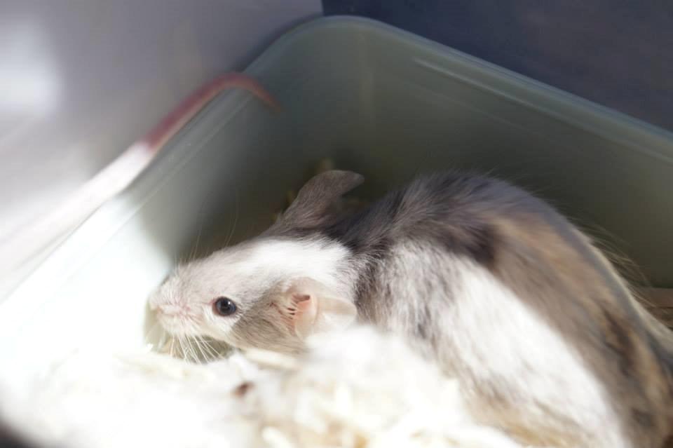 Mus Daiki billede 15