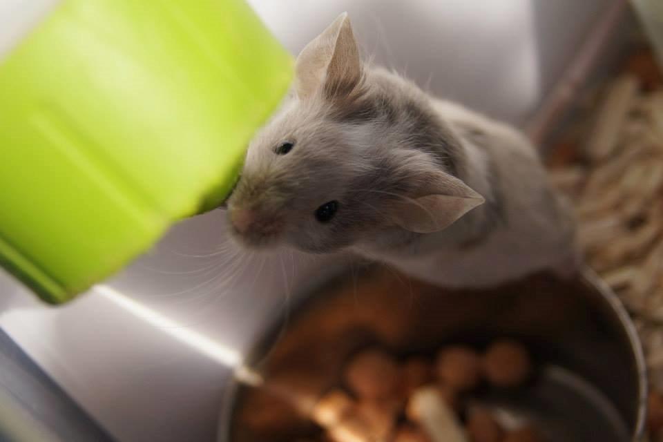 Mus Daiki billede 16