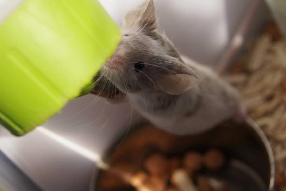 Mus Daiki billede 17