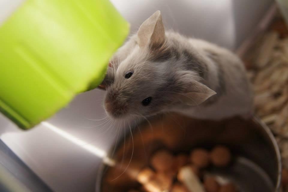 Mus Daiki billede 18