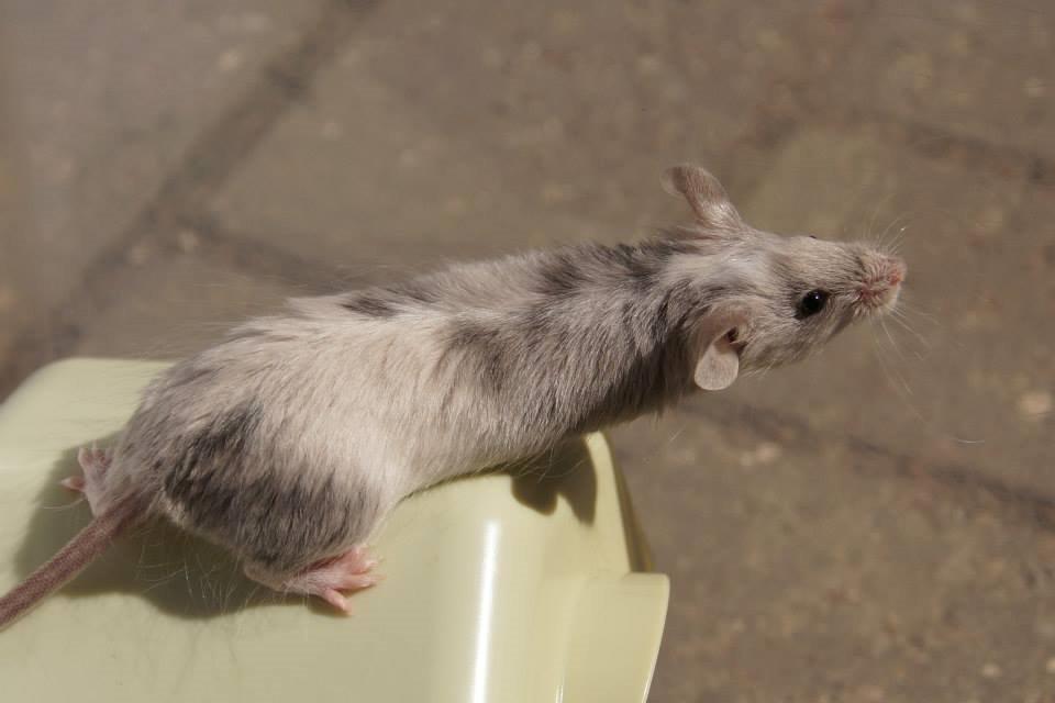 Mus Daiki billede 19