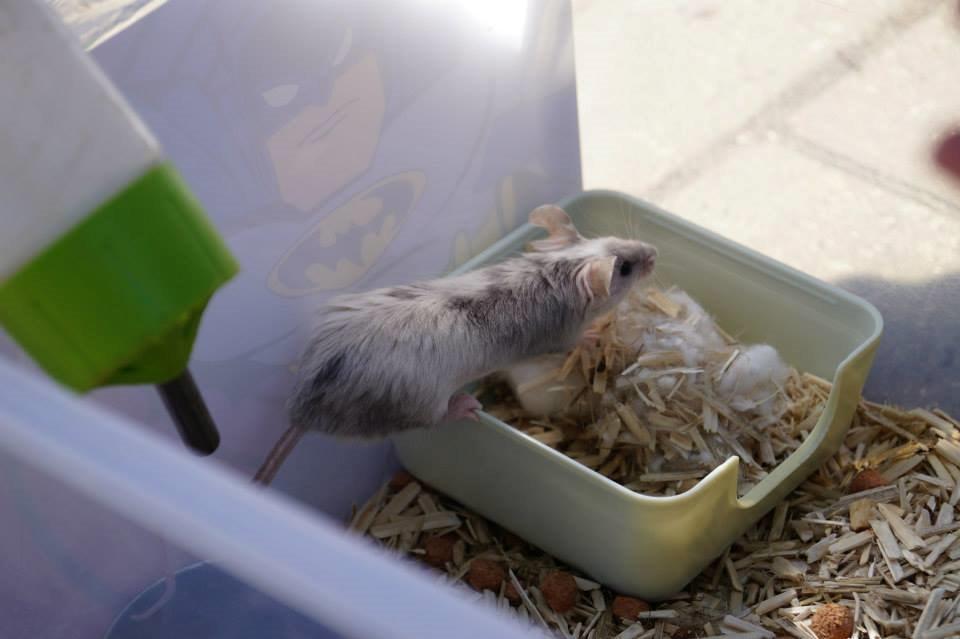 Mus Daiki billede 20