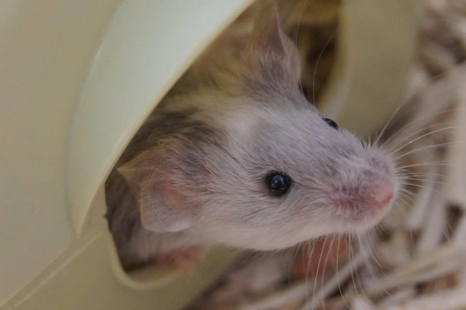 Mus Daiki billede 21