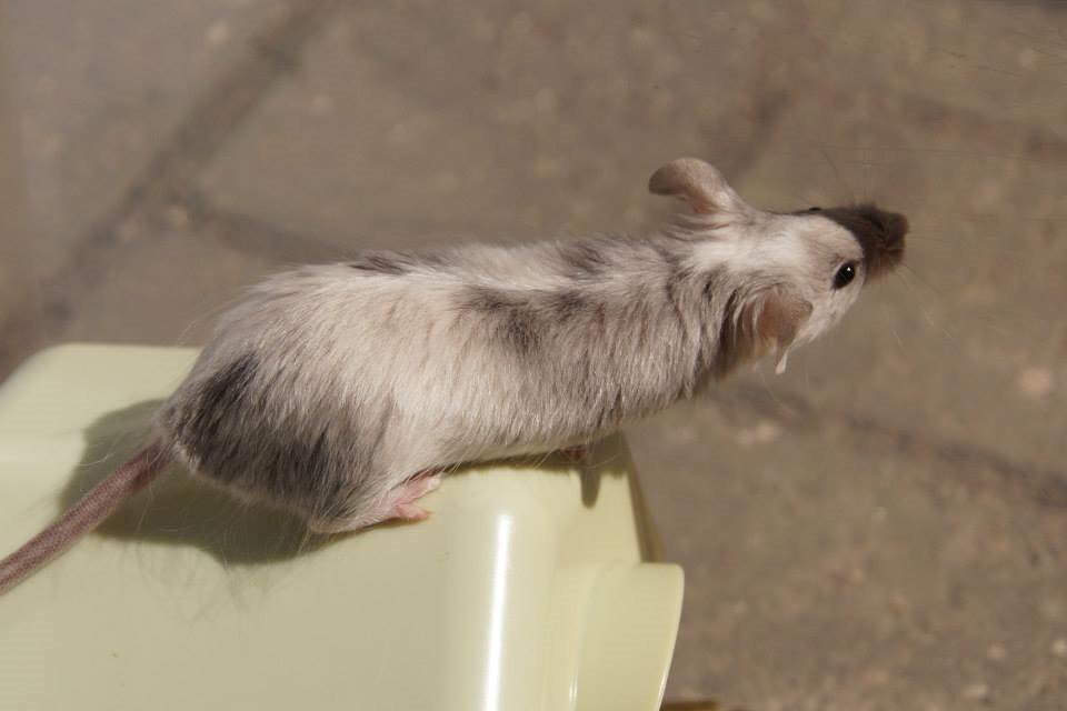 Mus Daiki billede 22