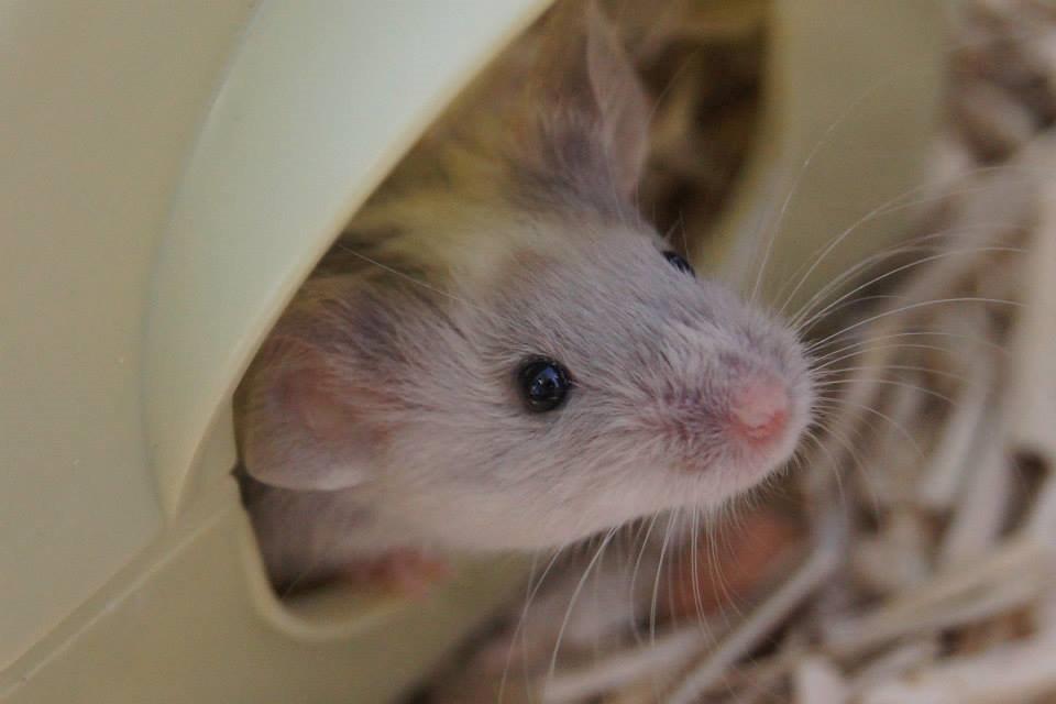 Mus Daiki billede 23