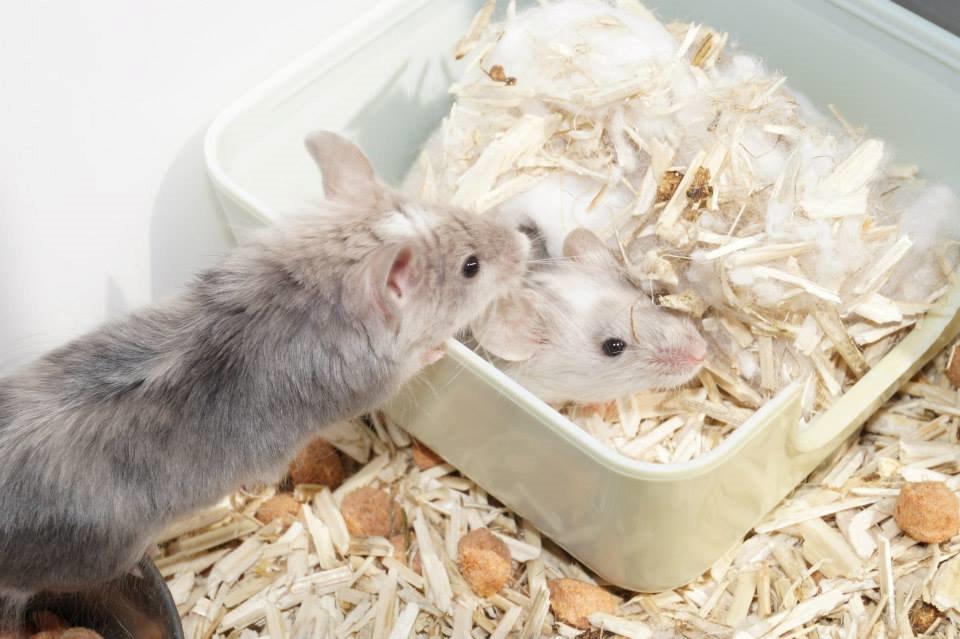 Mus Chieko billede 7