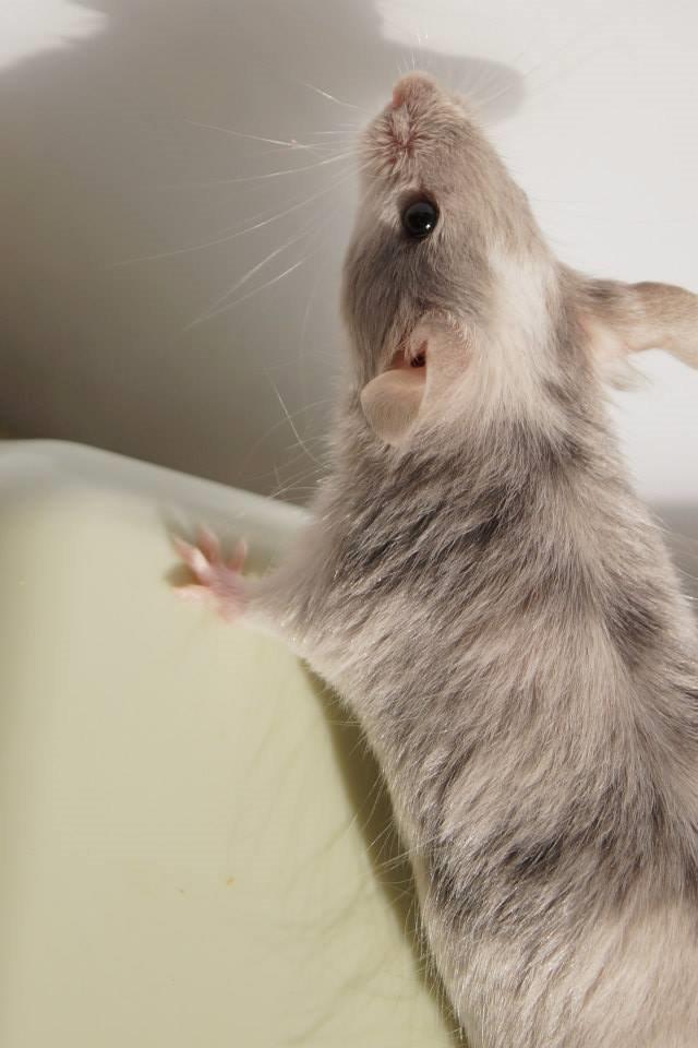 Mus Chieko billede 8