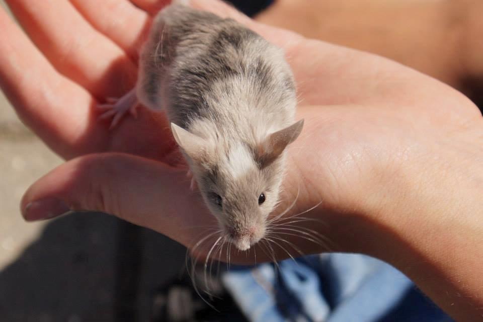 Mus Chieko billede 9