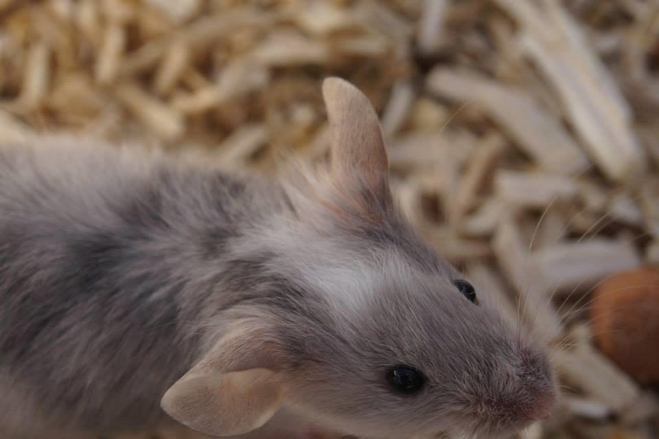 Mus Chieko billede 10