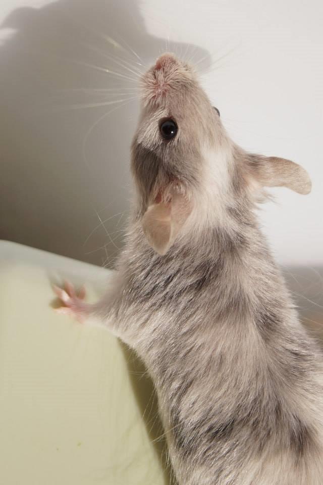 Mus Chieko billede 11