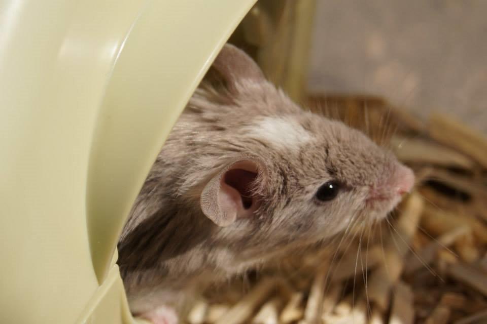 Mus Chieko billede 12