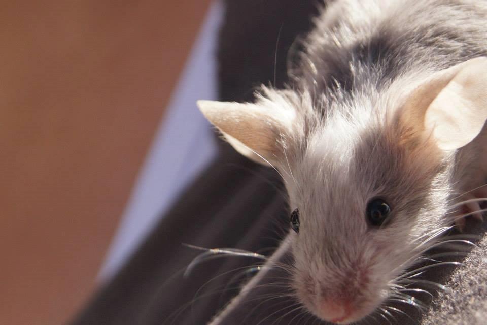 Mus Chieko billede 13