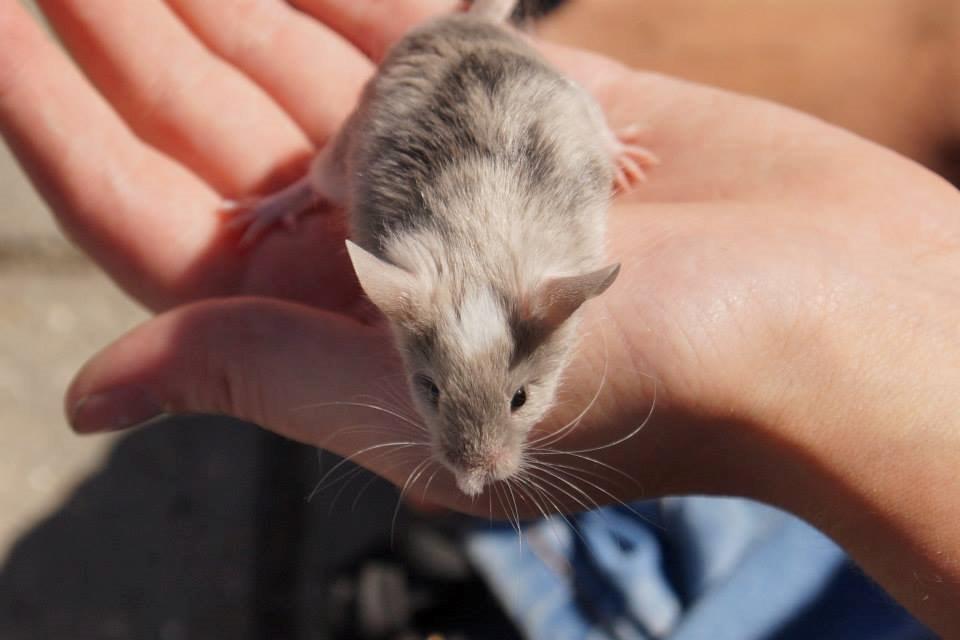 Mus Chieko billede 14