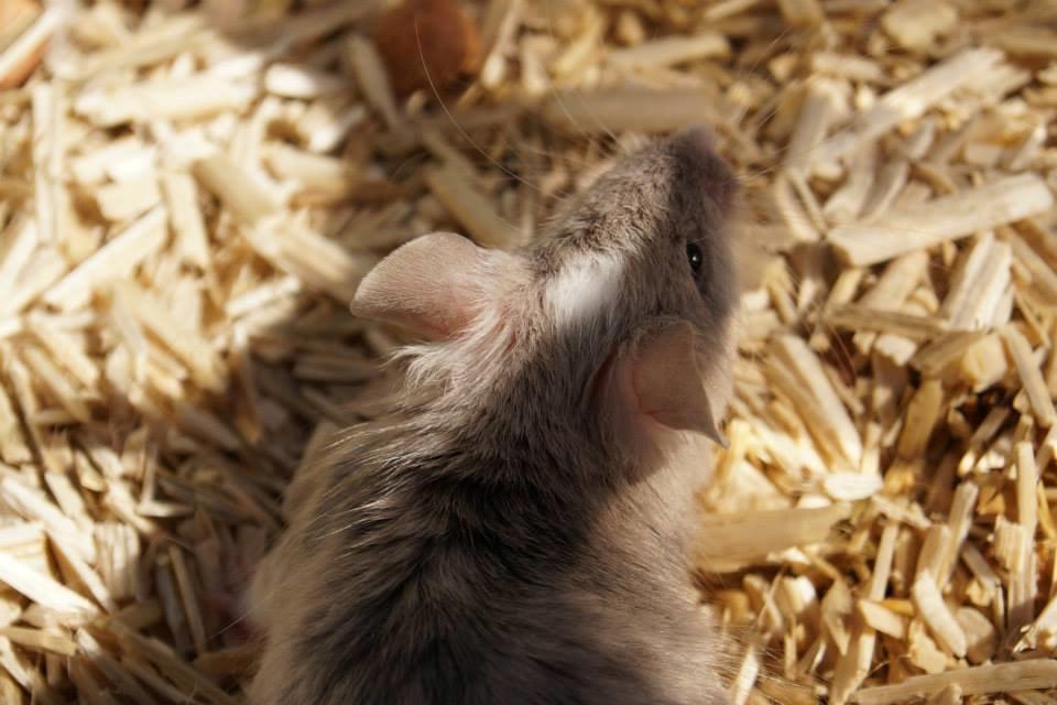 Mus Chieko billede 15