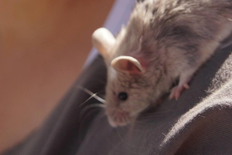 Mus Chieko billede 16