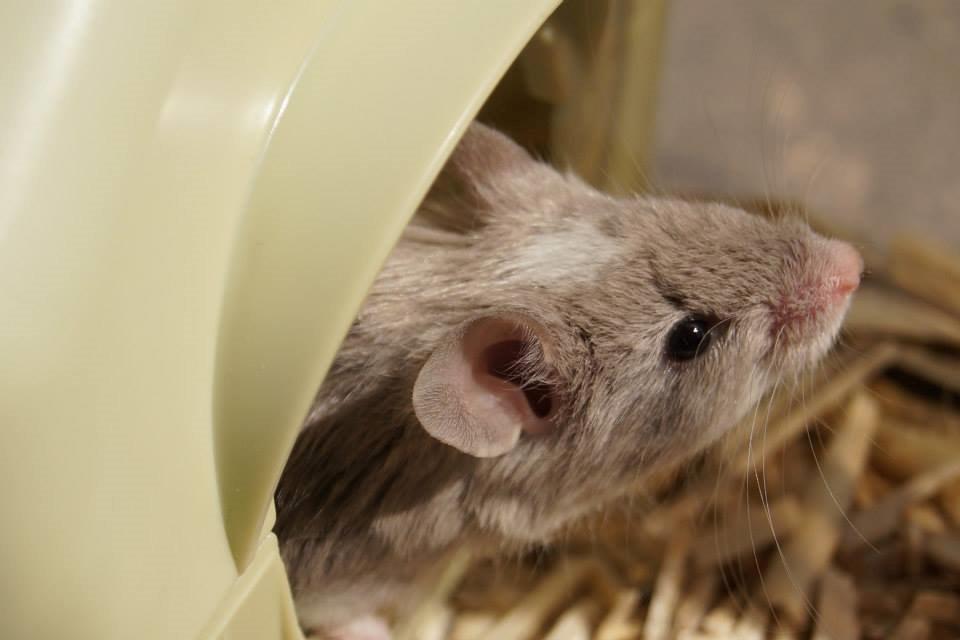 Mus Chieko billede 17