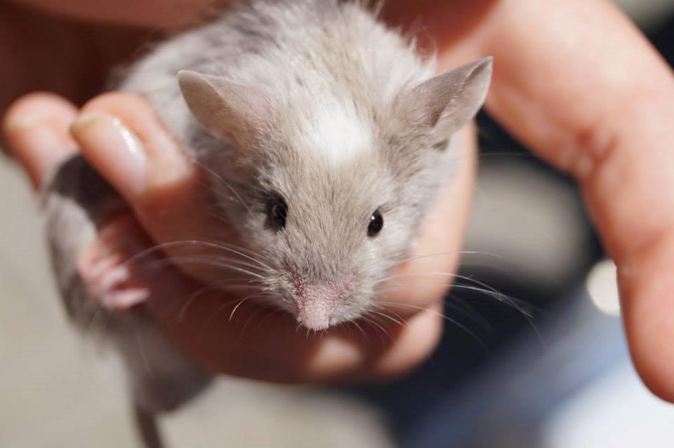 Mus Chieko billede 18