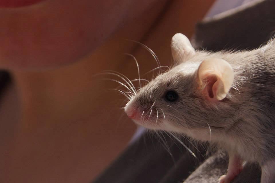 Mus Chieko billede 19