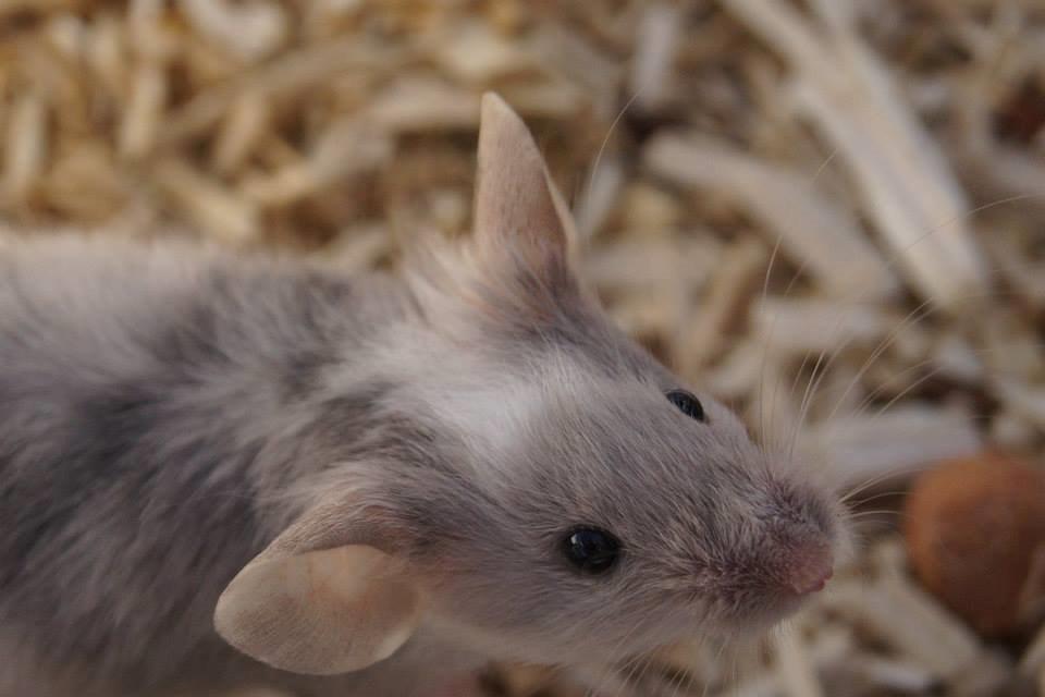 Mus Chieko billede 20