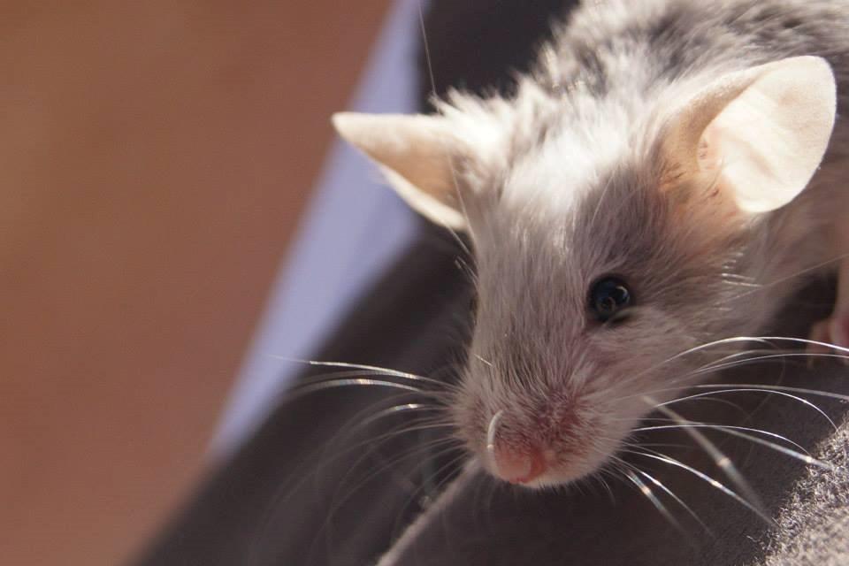 Mus Chieko billede 21