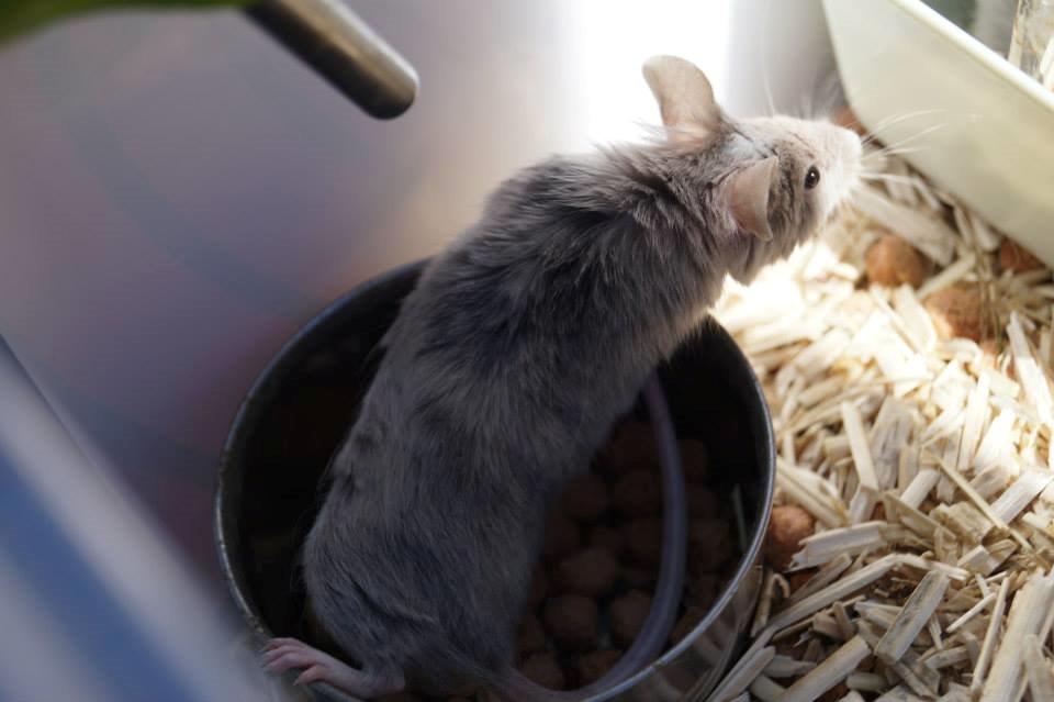 Mus Chieko billede 22