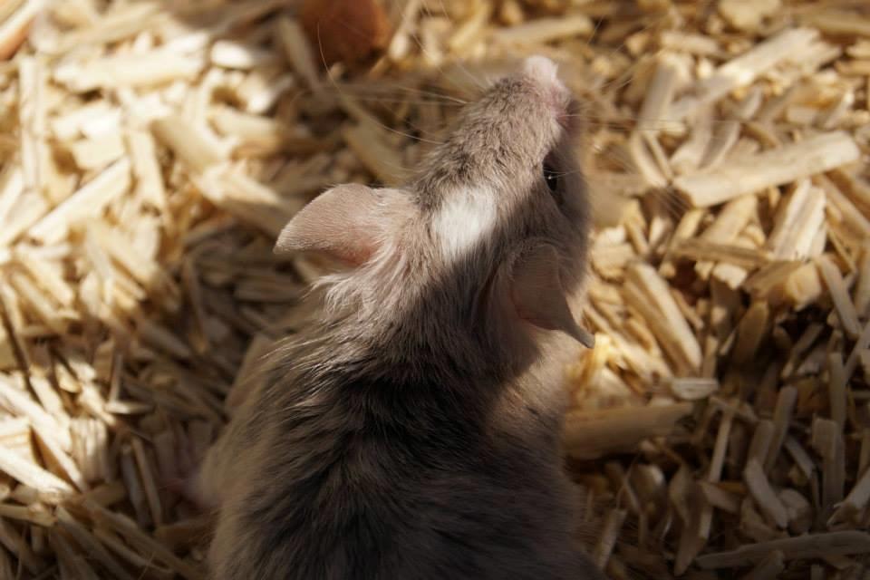 Mus Chieko billede 23