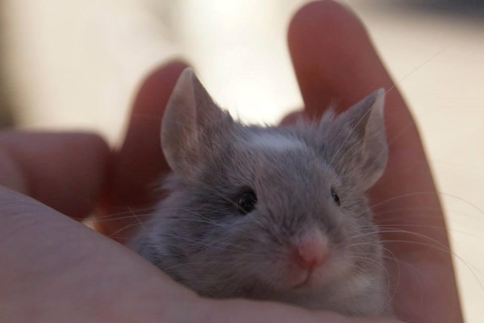 Mus Chieko billede 24