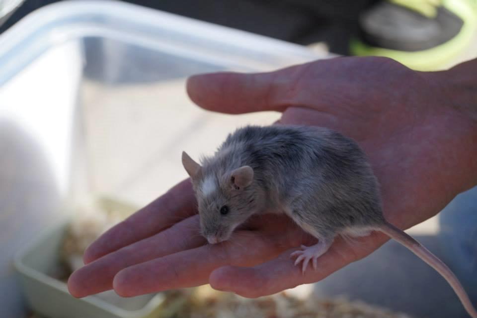 Mus Chieko billede 25