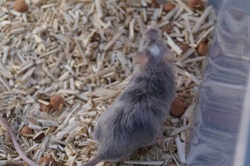 Mus Chieko billede 26