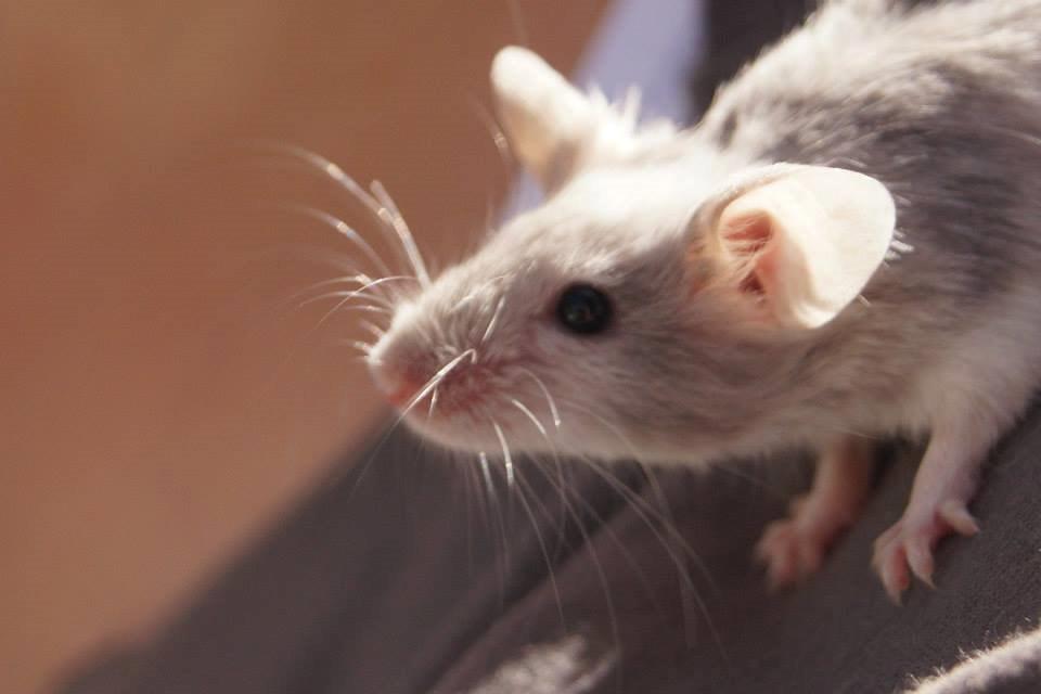 Mus Chieko billede 27