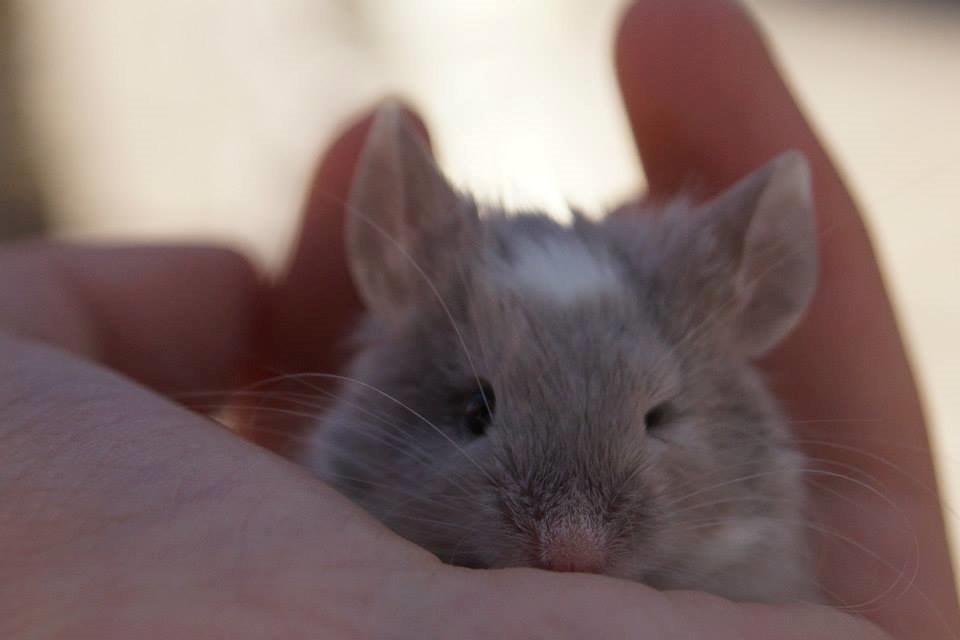 Mus Chieko billede 1