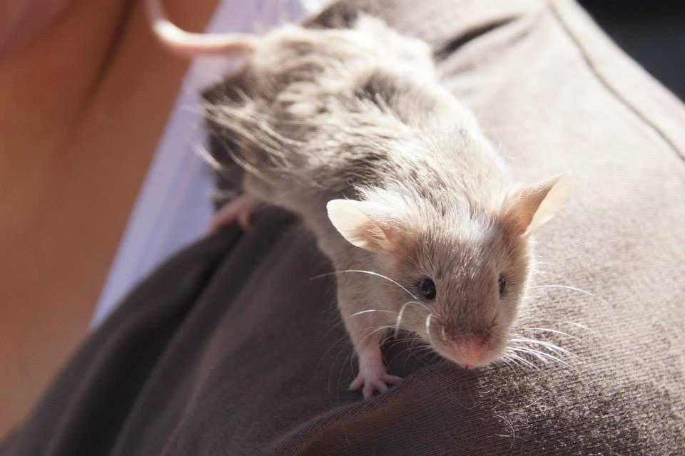 Mus Chieko billede 28